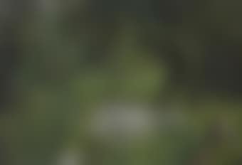 Promeneurs dans un parc (preview)