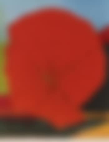 Rite Blume I (preview)