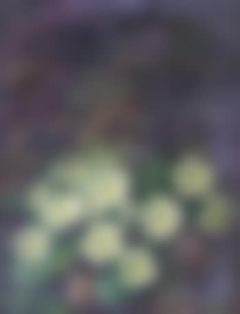 Primroses (preview)
