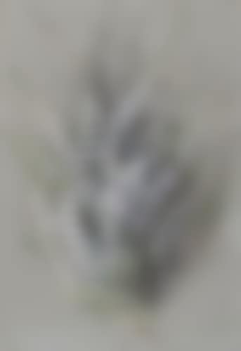Geraldton wax flower (preview)