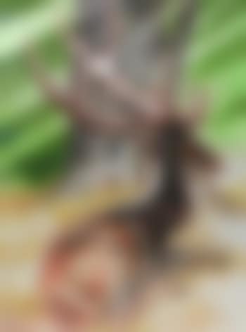Cerf (preview)