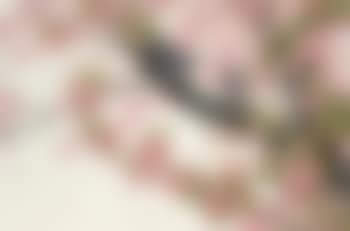 Spring (preview)