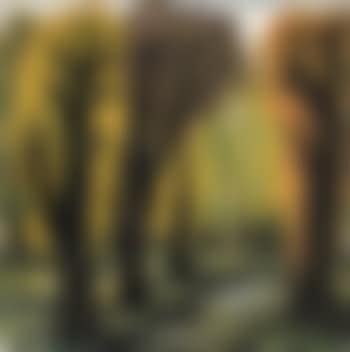Scenery of the forest (preview)