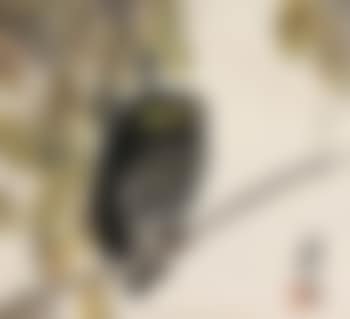 Owl (preview)
