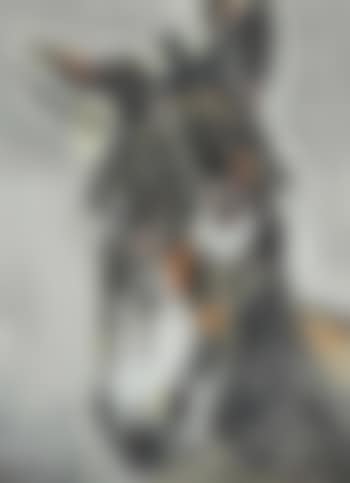 Wee donkey (preview)