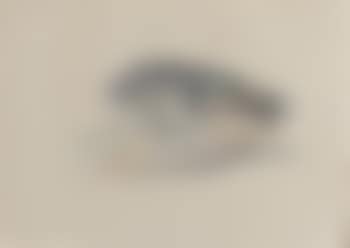 Fish Head (preview)