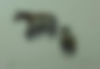 Three Ponies (preview)