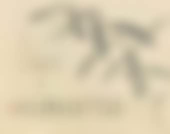 Hosta (preview)