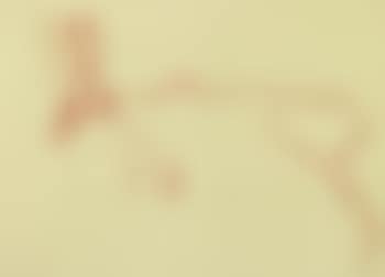 aus dem Leben der Bienen) (preview)