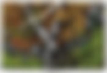 Bosco autunnale (preview)