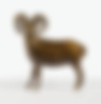 Grand mouflon de ram island (preview)