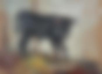 Calf (preview)