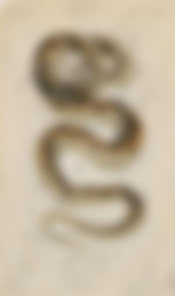 Lénine au serpent (preview)