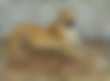 Dogge (preview)
