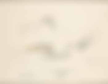 Still life No 5 (preview)