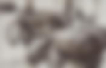 Varkens en haan (preview)