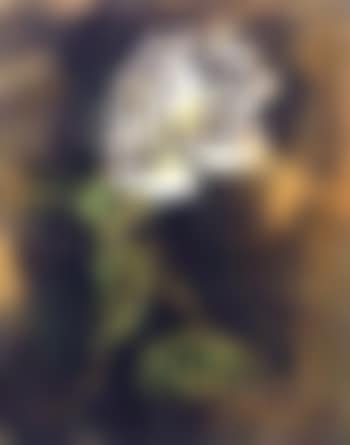 Rose tea (preview)
