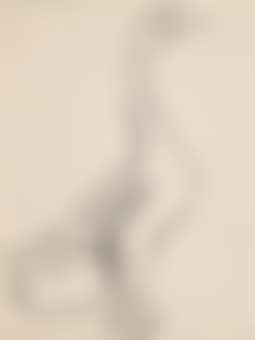 Study of a Goose (preview)