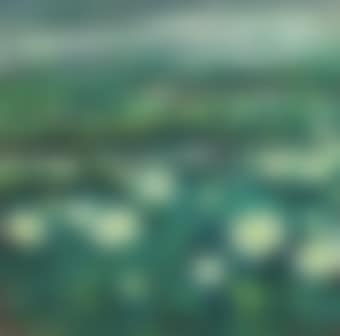 White Lotus Pond (preview)