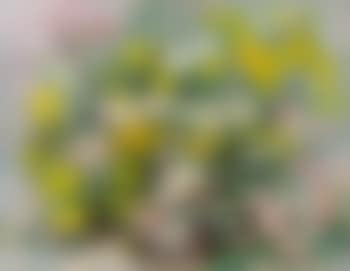 Flower Still Life (preview)