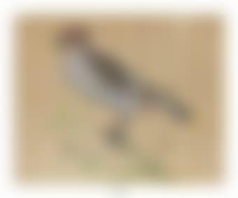 A waxwing (Bombycilla) (preview)