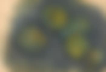 Still Life with Pears (preview)