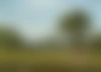 Hay Harvest (preview)