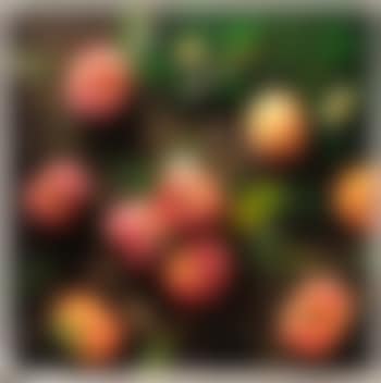 Pesche (preview)