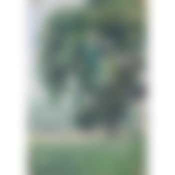 Il grande albero (preview)