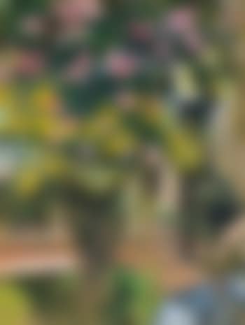 Oleanders, the courtyard of the artist's home (preview)