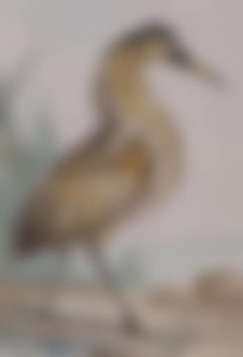 Exotic heron (preview)