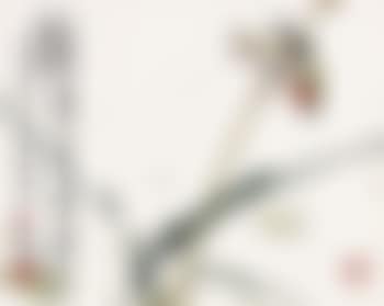 A bird (preview)