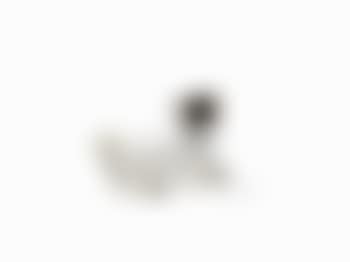 A Pug with Dogs Collar (preview)