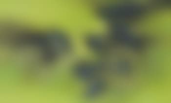 Legends of the spring (preview)