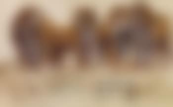 Lions and tigers (preview)