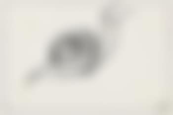 Escargot (preview)