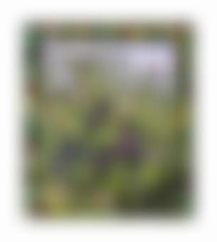 A landscape window from The Ansonia Hotel, New York (preview)
