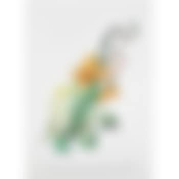 Elephant Lily From Florals (preview)
