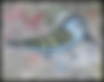 Bird (preview)