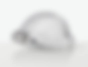 Tortue (preview)