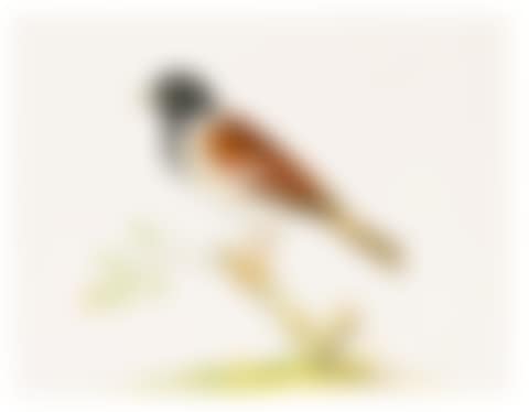 A COCK REED BUNTING PERCHED ON A BRANCH (preview)