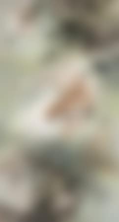 Tiger (preview)