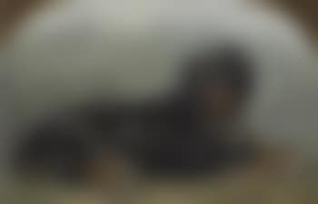 A Gordon setter (preview)