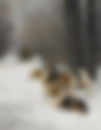 Hounds in a snowy landscape (preview)