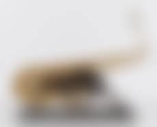 Jazzy jaguar (preview)