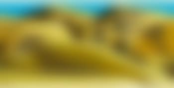 Pig Root (preview)