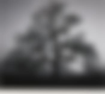 Oak tree, sunset (preview)