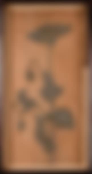 Pavots (preview)