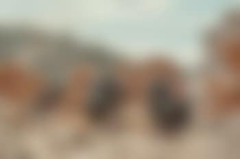 Wild Turkeys (preview)