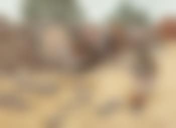 Wild Turkeys (preview)